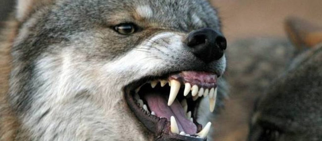 Αυτό το ήξερες; – Πως βγήκε η φράση «σώθηκε από το στόμα του λύκου»;