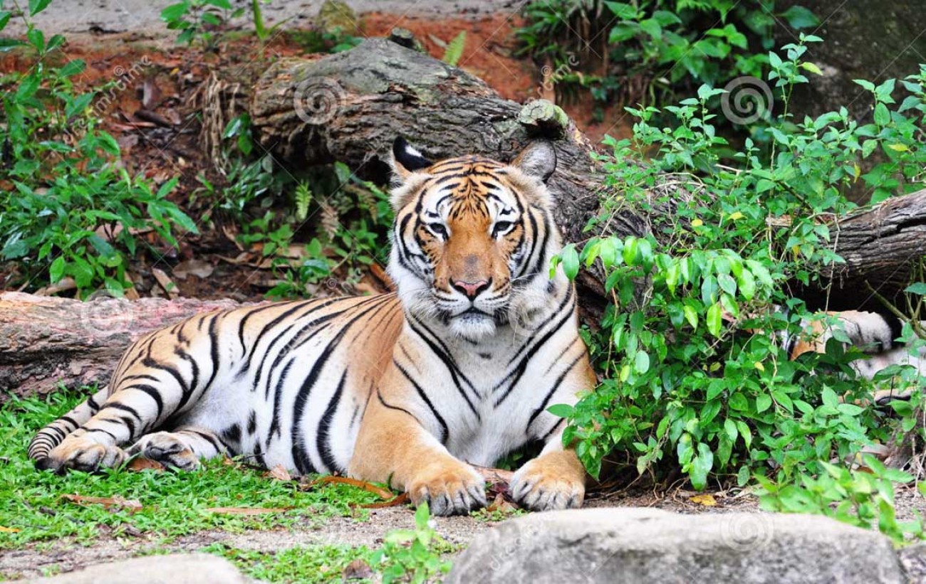 ΗΠΑ: Θετική στον κορωνοϊό βρέθηκε τίγρης σε ζωολογικό κήπο – Τι λένε οι επιστήμονες
