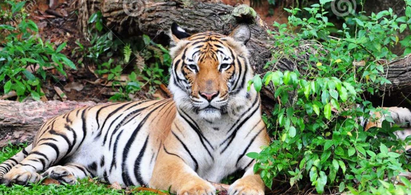 Με κορωνοϊό διαγνώστηκαν τίγρεις και λιοντάρια στο ζωολογικό πάρκο στο Μπρονξ – Έχουν «ξηρό βήχα»