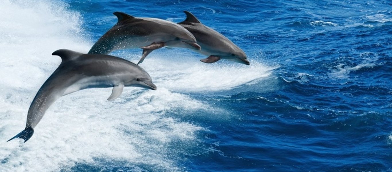 Δελφίνια «αιχμαλώτισαν» τα βλέμματα όλων στον Θερμαϊκό