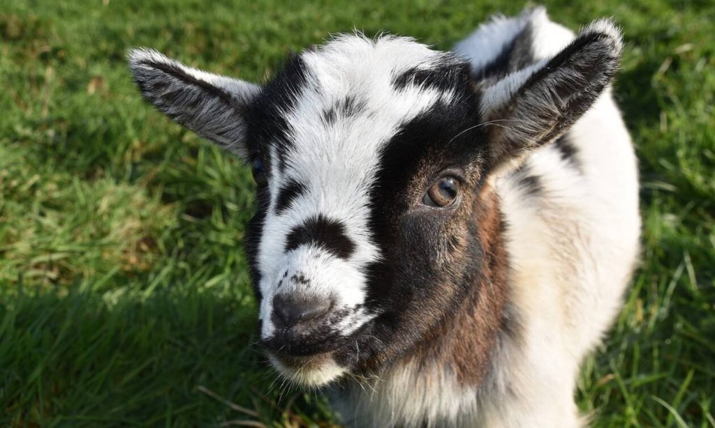 Γιάνους: Το κατσικάκι που γεννήθηκε με… δύο κεφάλια (φώτο-βίντεο)