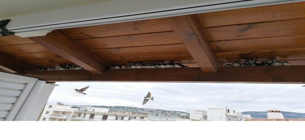 Θλιβερές εικόνες στους δρόμους της Ελλάδας: Χιλιάδες νεκρά μεταναστευτικά πουλιά