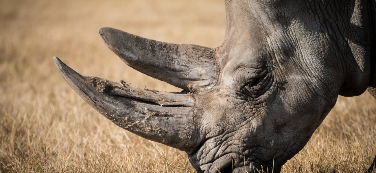 Νεπάλ: Ρινόκερος εκμεταλλεύεται την απαγόρευση κυκλοφορίας και το «ρίχνει» στις… βόλτες (βίντεο)