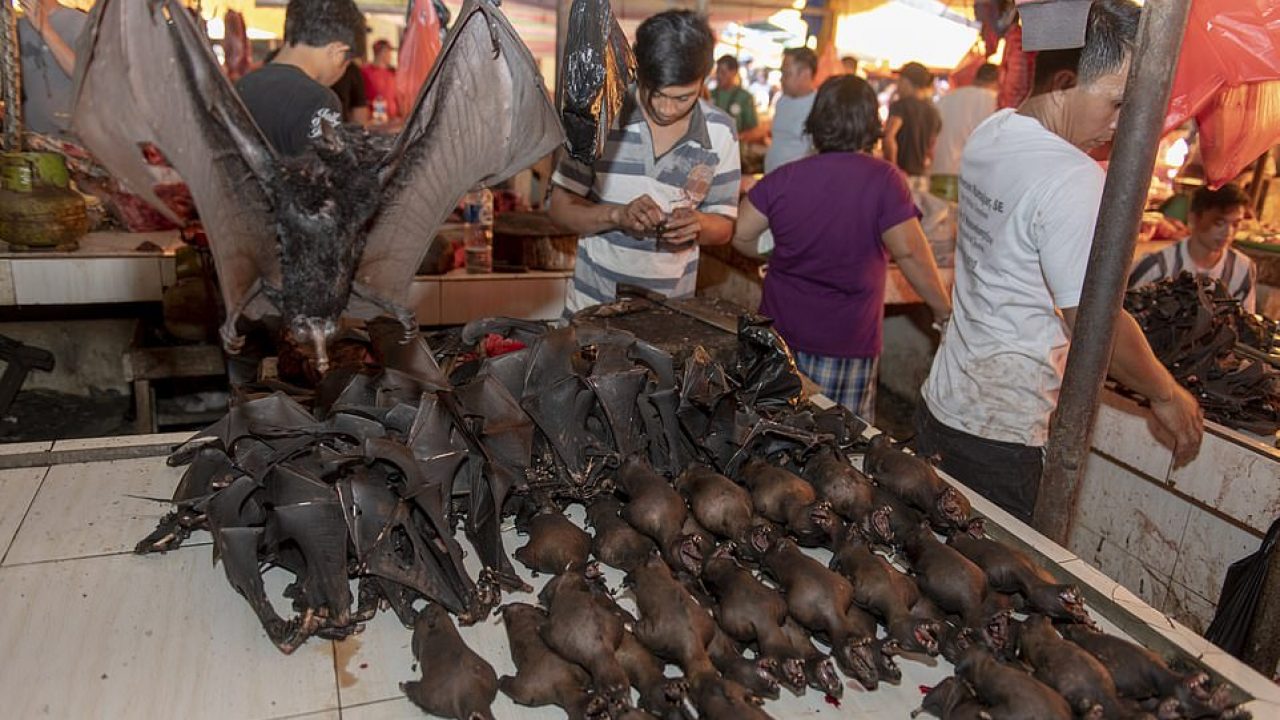 «Φρίκη» στην Ινδονησία: Σφάζουν νυχτερίδες & φίδια σε υπαίθρια αγορά και μετά τα τρώνε (βίντεο)