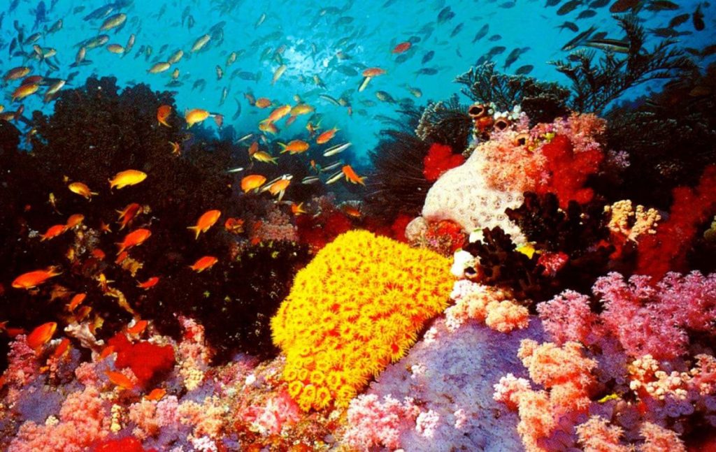 Επιστήμονες δημιούργησαν τεχνητά κοράλλια με 3D εκτυπωτές