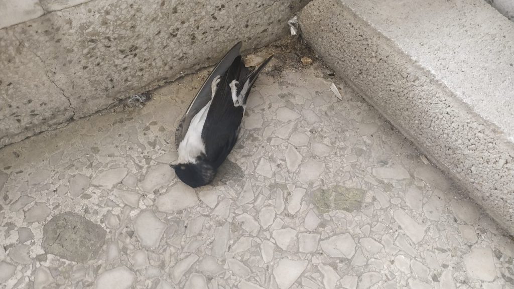 Χιλιάδες νεκρά χελιδόνια στην Ελλάδα – «Θύματα» των ισχυρών ανέμων