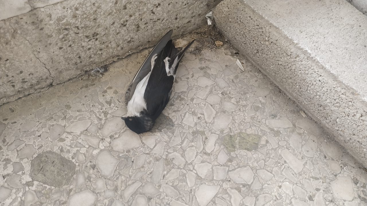 Χιλιάδες νεκρά χελιδόνια στην Ελλάδα – «Θύματα» των ισχυρών ανέμων