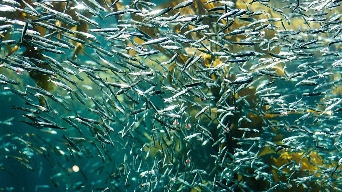 Εντυπωσιακό: Δείτε τη στιγμή στιγμή που εκατομμύρια ψάρια κατακλύζουν την περιοχή της Κριμαίας (βίντεο)