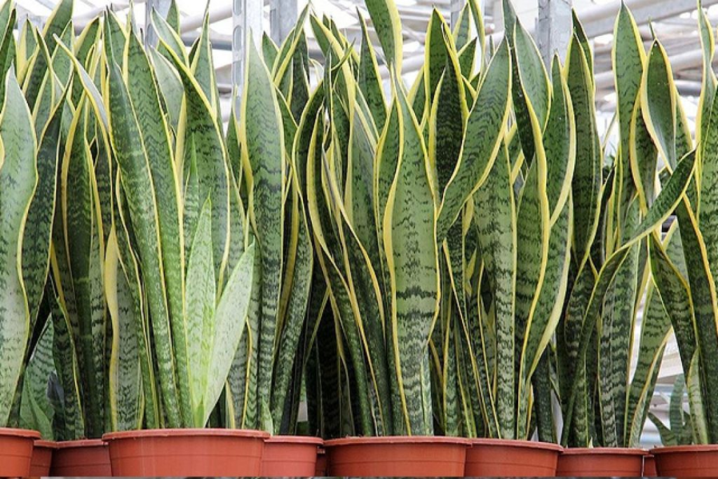 Αυτό είναι το φυτό που διώχνει τη γρουσουζιά, τη γλωσσοφαγιά και το κακό μάτι