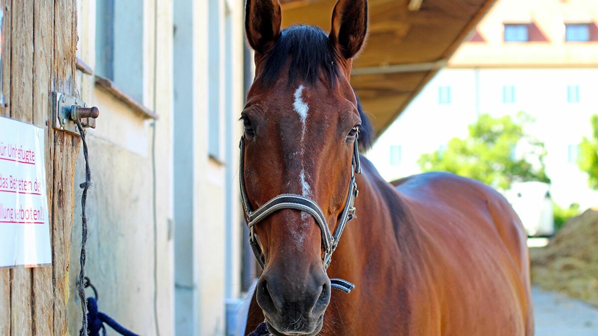 Γαλλία: Το έσκασαν από το τσίρκο – Άγρια ζώα κάνουν βόλτες στους δρόμους της πόλης (βίντεο)