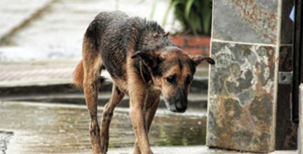 Βόλος: 56χρονος τράκαρε και χτύπησε τη γυναίκα που τον κατέδωσε ότι πυροβόλησε σκυλιά