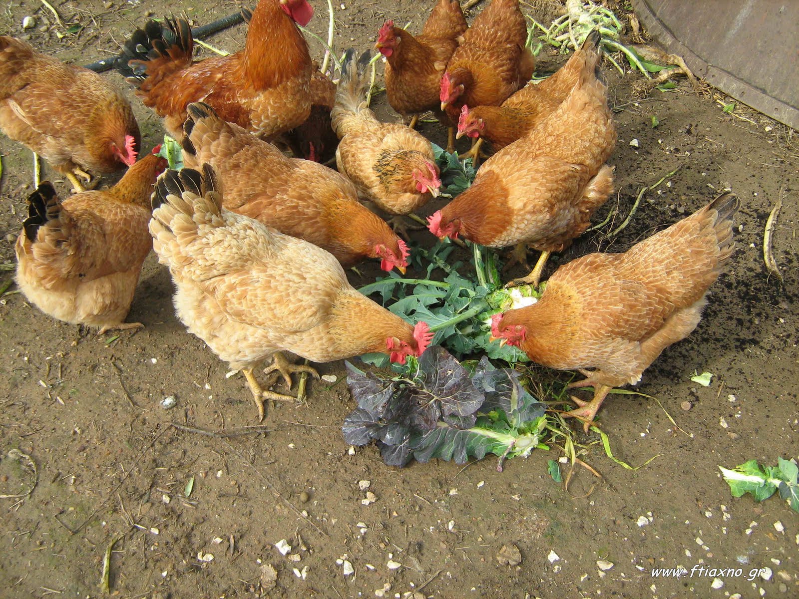 Αμερικανός επιστήμονας εξηγεί από ποια ζώα προήλθαν διαχρονικά οι επιδημίες (βίντεο)