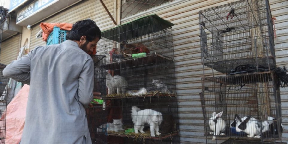 Απάνθρωπη μεταχείριση ζώων στο Πακιστάν: «Έκλεισαν τα pet shops και παράτησαν τα κατοικίδια να πεθάνουν στα κλουβιά»