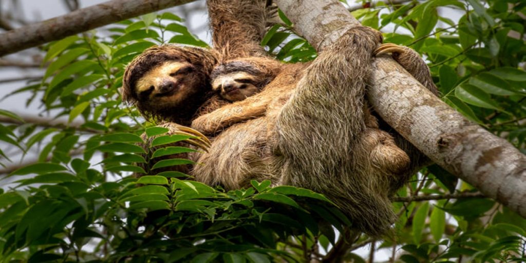 Ένας βραδύπους γεννάει πάνω στο δέντρο – Το βίντεο που άφησε τους επιστήμονες με «ανοιχτό στόμα»