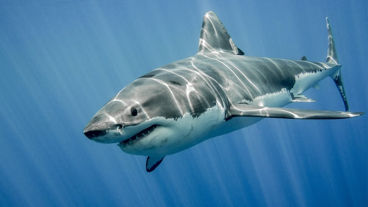 Κόρινθος: Καρχαρίας… πιάστηκε στα δίχτυα ψαρά – Ανησυχία στους κατοίκους (φώτο)