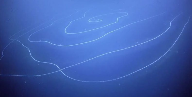 Παράξενα λαμπερά «δαχτυλίδια» εντοπίστηκαν να επιπλέουν στα νερά των ακτών της Αυστραλίας (βίντεο-φωτο)