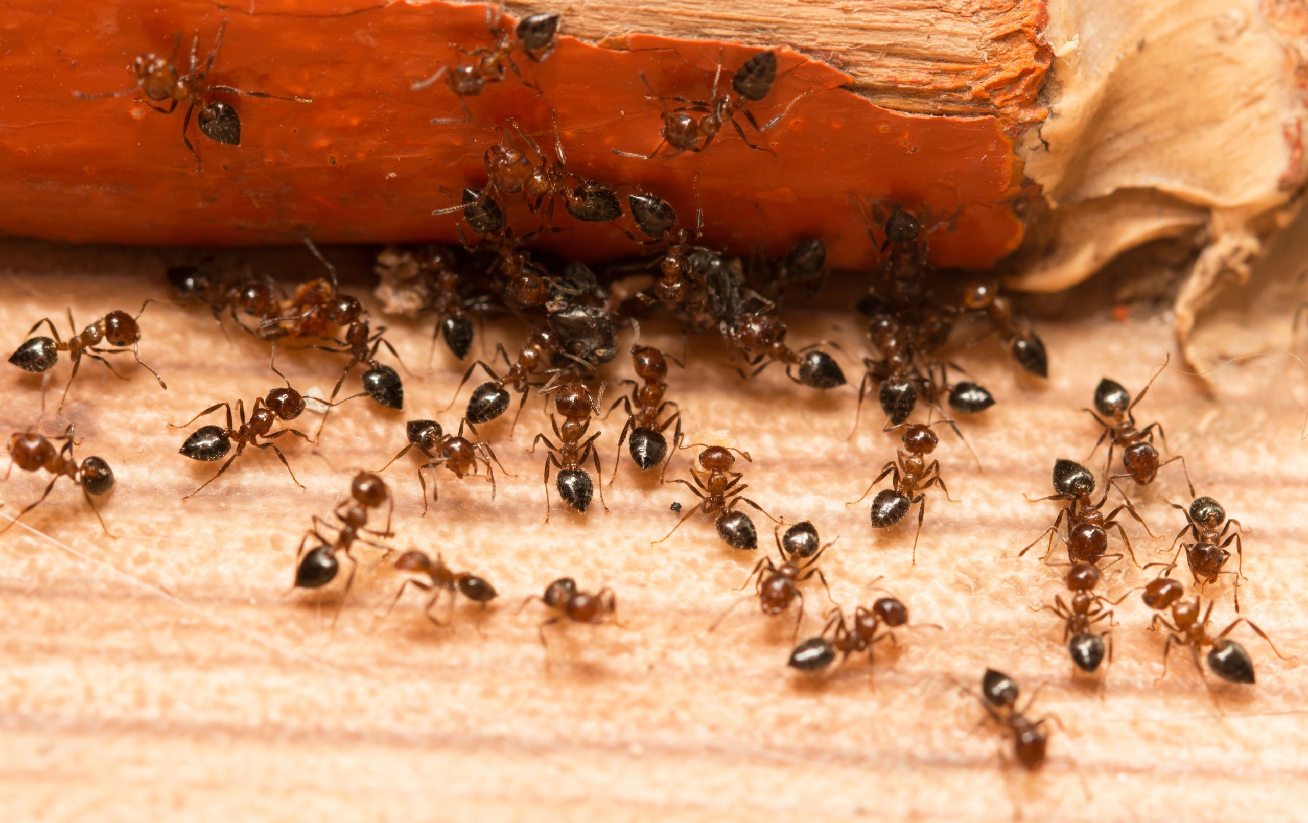 Θα σας σώσουν: 6 φυσικοί τρόποι για να απαλλαγείτε από τα μυρμήγκια