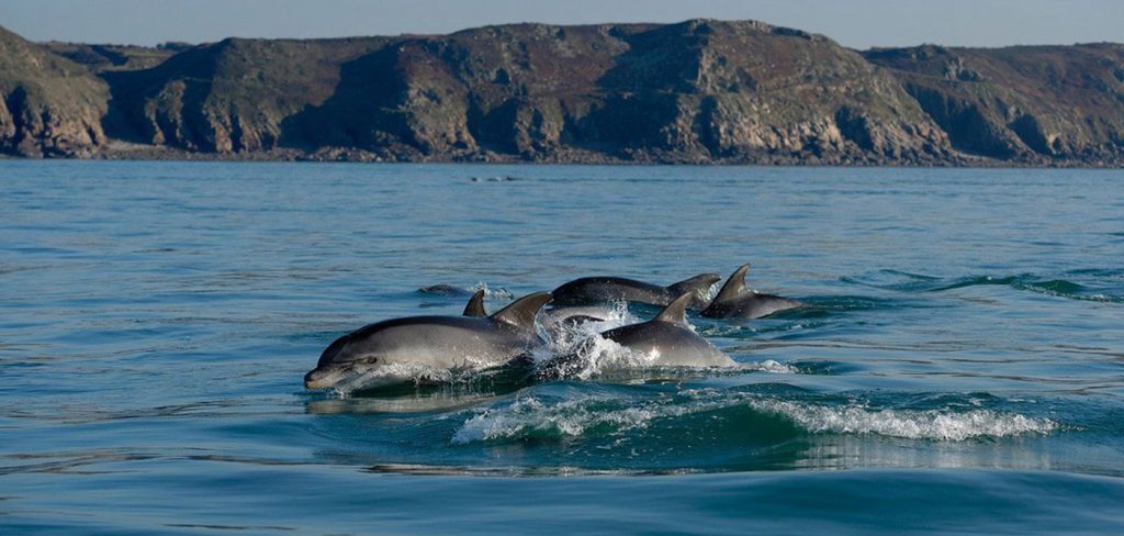 Εθεάθησαν δελφίνια στο αρχαίο λιμάνι της Κορίνθου