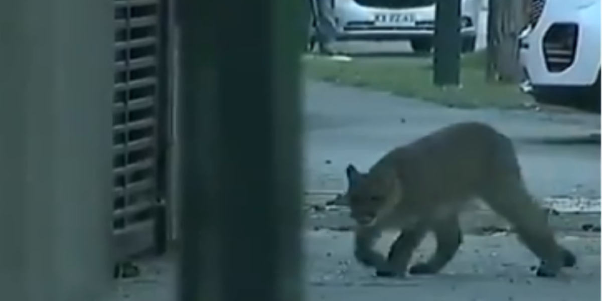 Η φύση επιστρέφει: Βίντεο με άγρια ζώα να «βολτάρουν» σε πόλεις ανά τον κόσμο