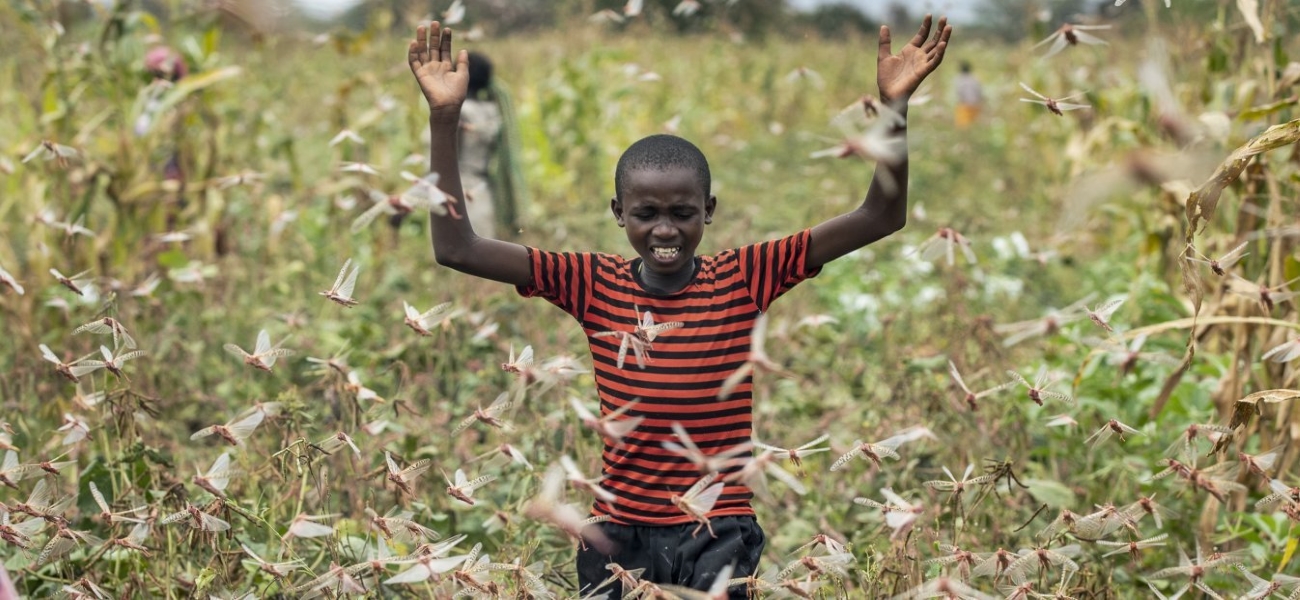 Εκατομμύρια ακρίδες «σκέπασαν» τον ουρανό: Έντρομοι οι κάτοικοι τράπηκαν σε φυγή (φώτο)