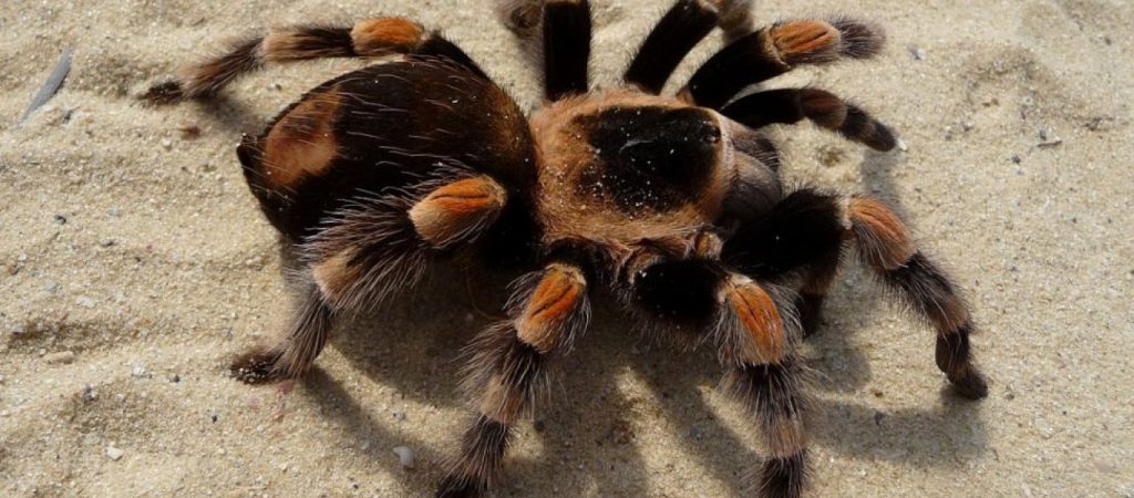 Ταραντούλα εναντίον σφήκας: Θα σας εκπλήξει ο νικητής της μονομαχίας (βίντεο)