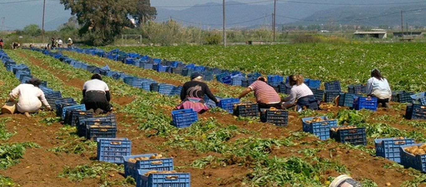 Κίνδυνος για τη φετινή σοδειά – Παραγωγοί δεν βρίσκουν εργάτες και ζητάνε να ανοίξουν τα σύνορα με τα Βαλκάνια