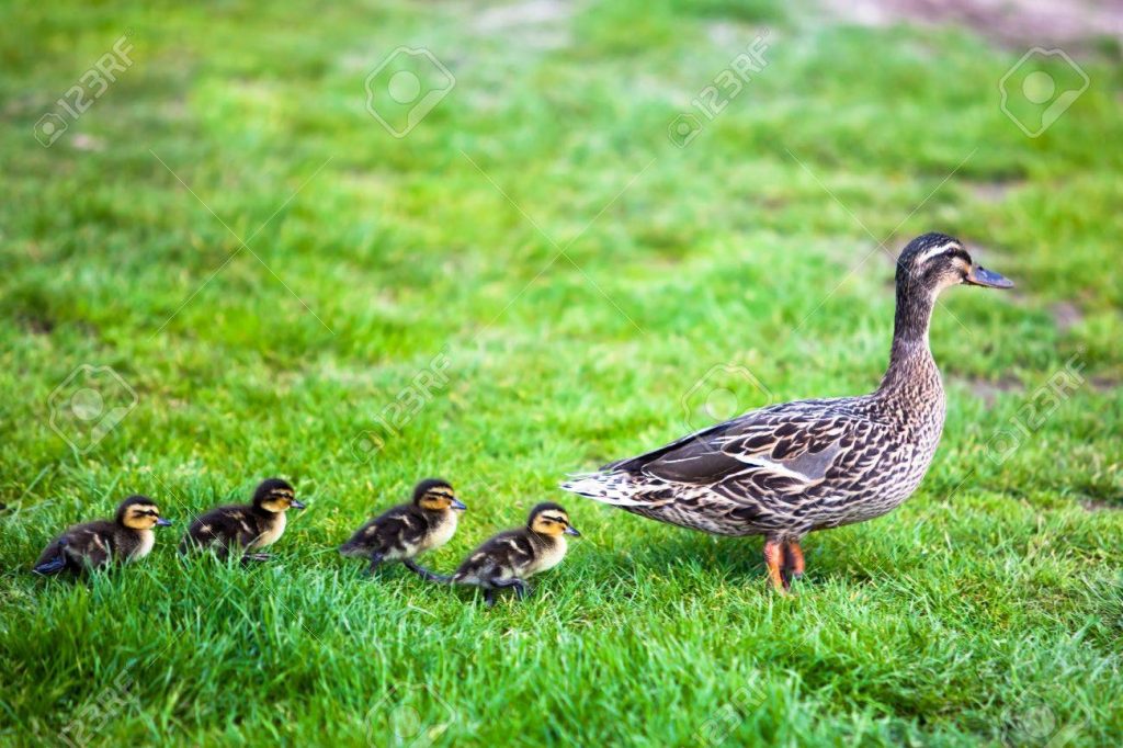 Ρωσία: Σταμάτησε η κυκλοφορία σε κεντρικό δρόμο για να περάσει οικογένεια από… πάπιες