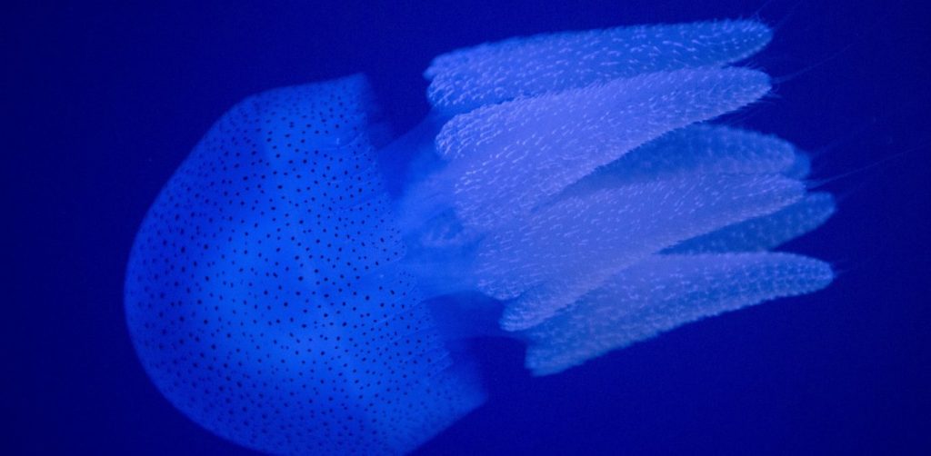 Ξεβράστηκε μπλε μέδουσα στη Μεγάλη Βελανιδιά (φώτο)