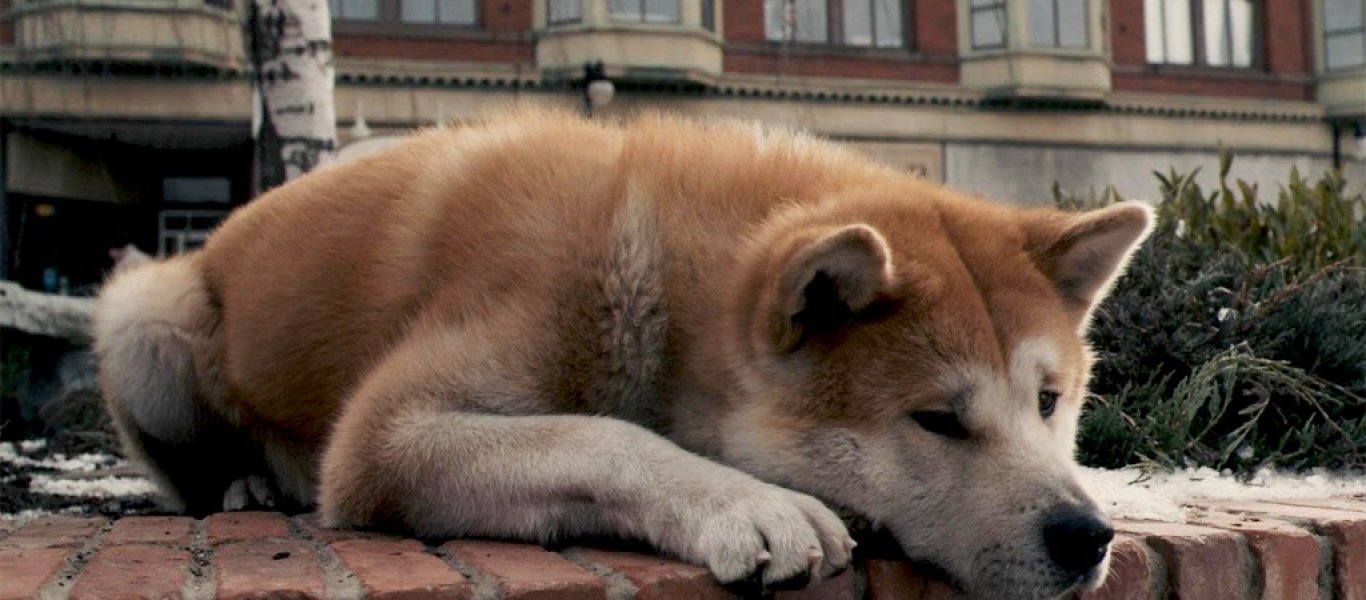 Βίντεο που «ραγίζει» καρδιές – Σκυλάκια συμπαραστέκονται το ένα στο άλλο μετά τον θάνατο του ιδιοκτήτη τους