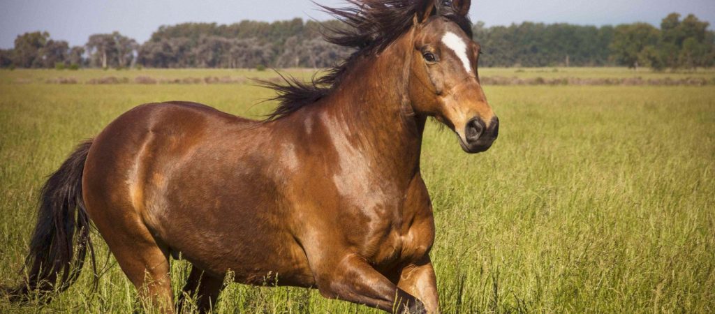 Συναγερμός στη Δράμα: Αυξάνονται τα περιστατικά δηλητηρίασης αλόγων