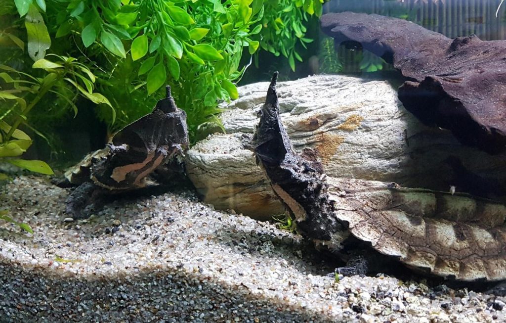 Αυτό είναι το νέο – παράξενο είδος χελώνας με την «εξωγήινη» μορφή (φώτο)