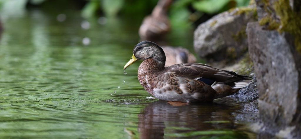 Βίντεο: Αμάξια ΣΤΟΠ – Τώρα περνάνε οι πάπιες!