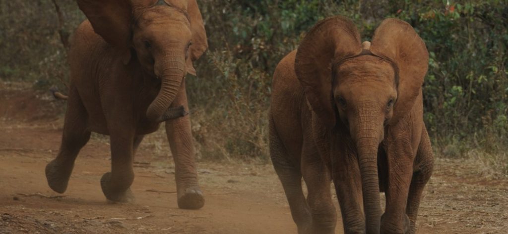 Δεν άκουσαν τις συστάσεις…: Τους την «έπεσε» ένας τεράστιος ελέφαντας (βίντεο)