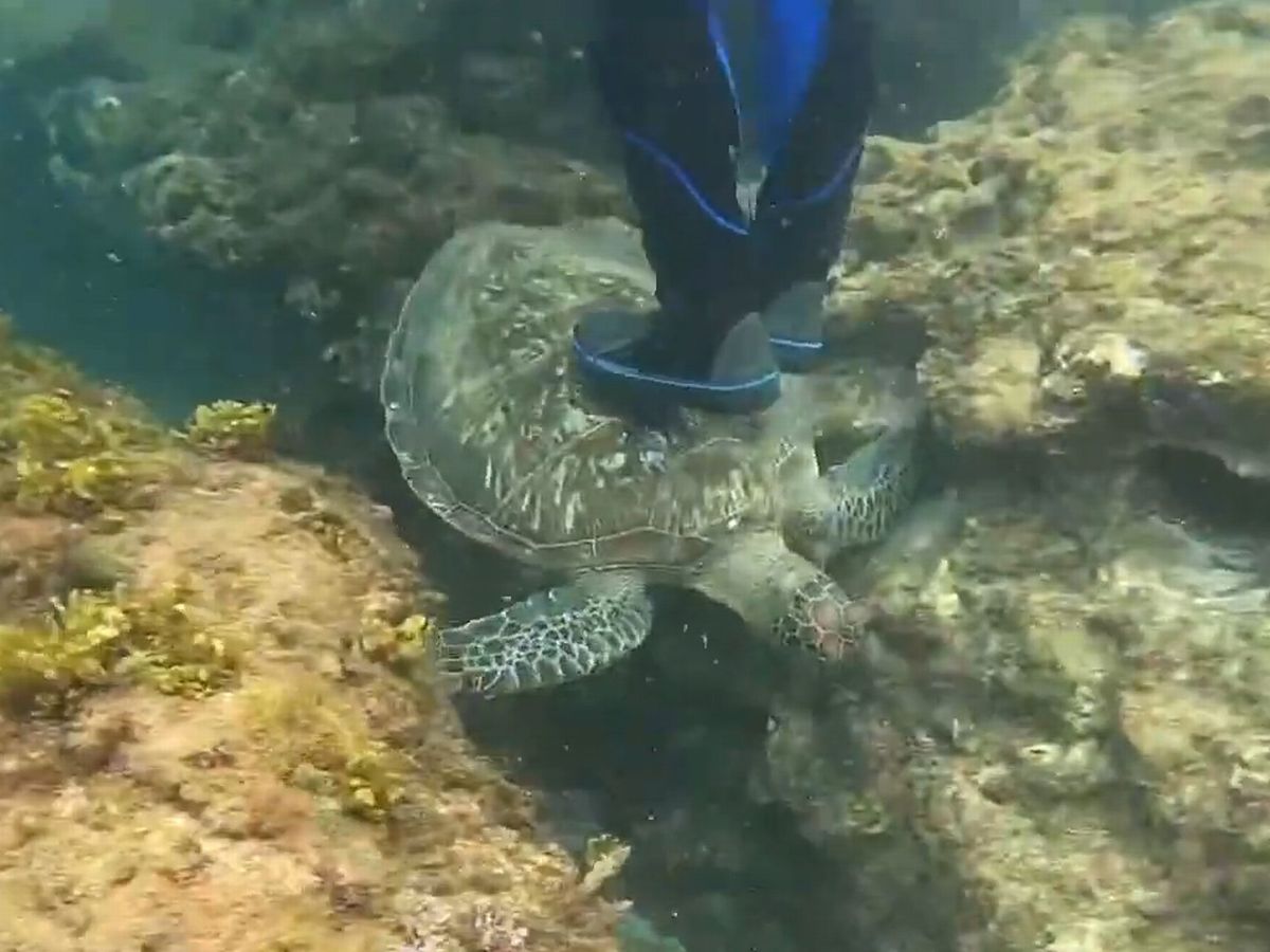 Σκληρό βίντεο: Τουρίστας ανεβαίνει πάνω σε χελώνα και προσποιείται ότι καβαλάει πατίνι