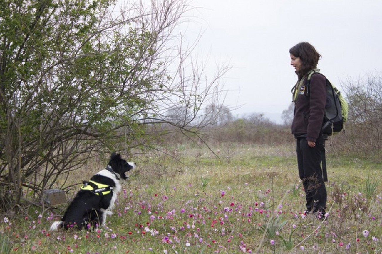 Ξεκίνησε ειδικό πρόγραμμα που εκπαιδεύει σκύλους να εντοπίζουν… τον κορωνοϊό (φωτο)
