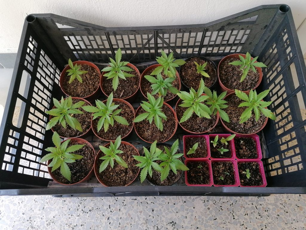 Το υλικό που θα «αναστήσει» τα φυτά σου – Σίγουρα το έχεις στην κουζίνα σου