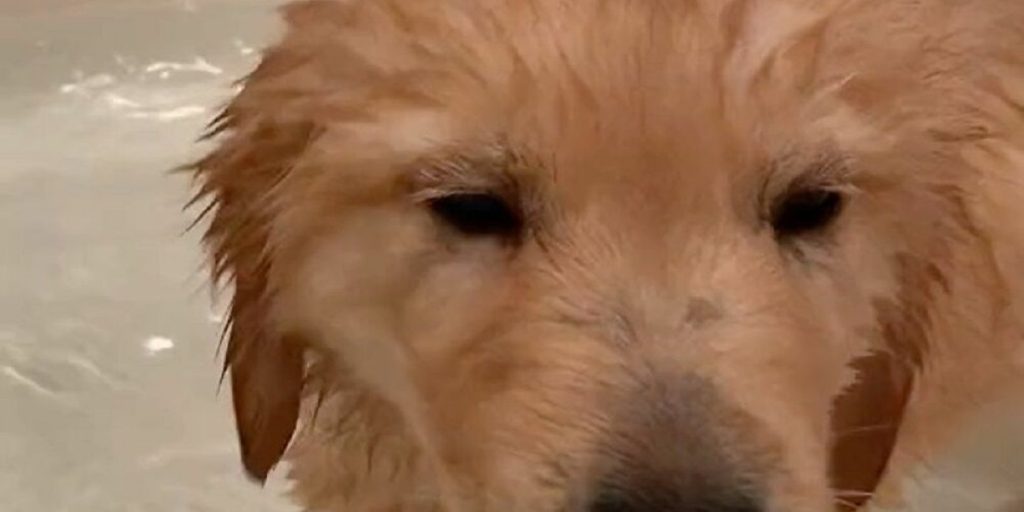 Βίντεο: Κουταβάκι λατρεύει να «μπανιαρίζεται» και ξετρελαίνει το διαδίκτυο