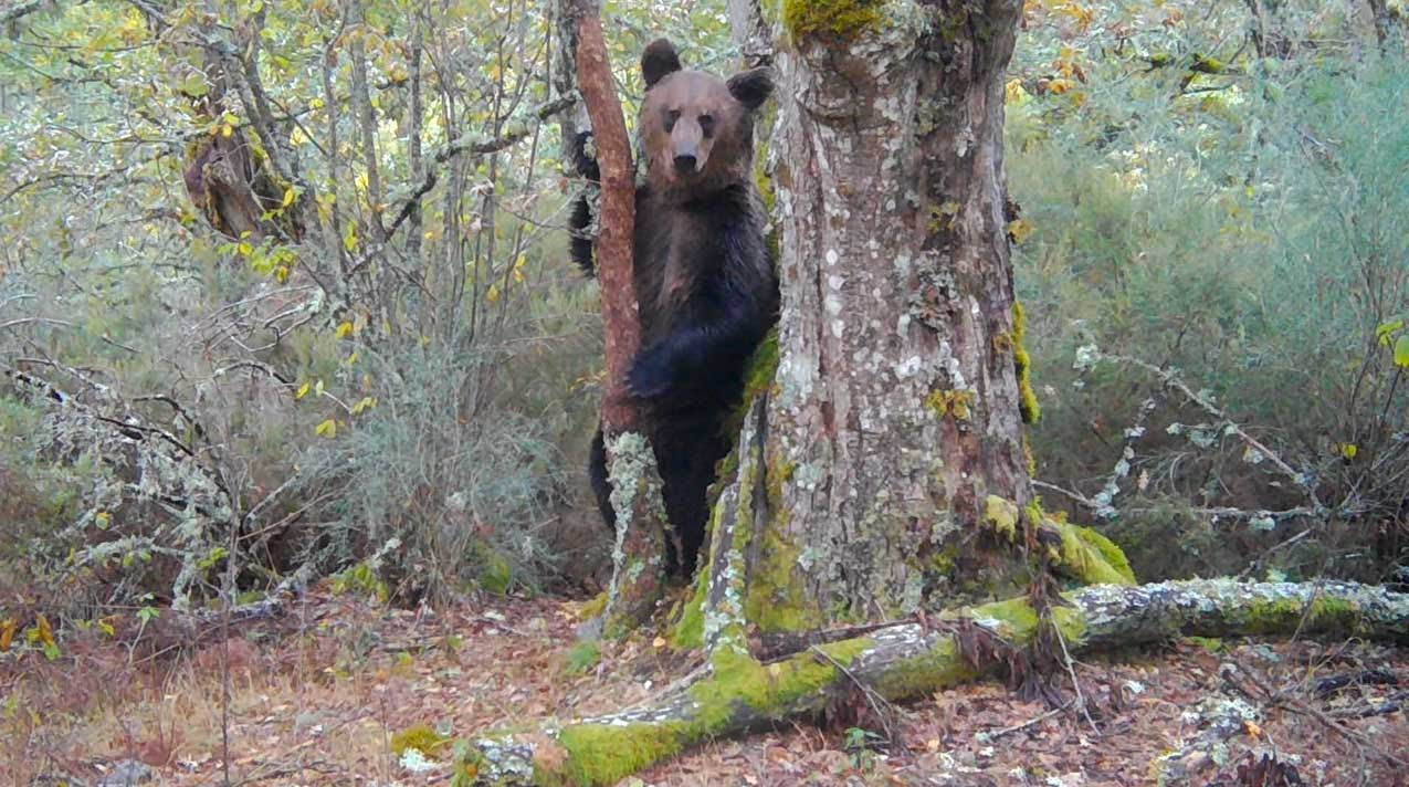 Ισπανία: Εμφανίστηκε καφέ αρκούδα μετά από 150 χρόνια – Πως βρέθηκε εκεί; (βίντεο)