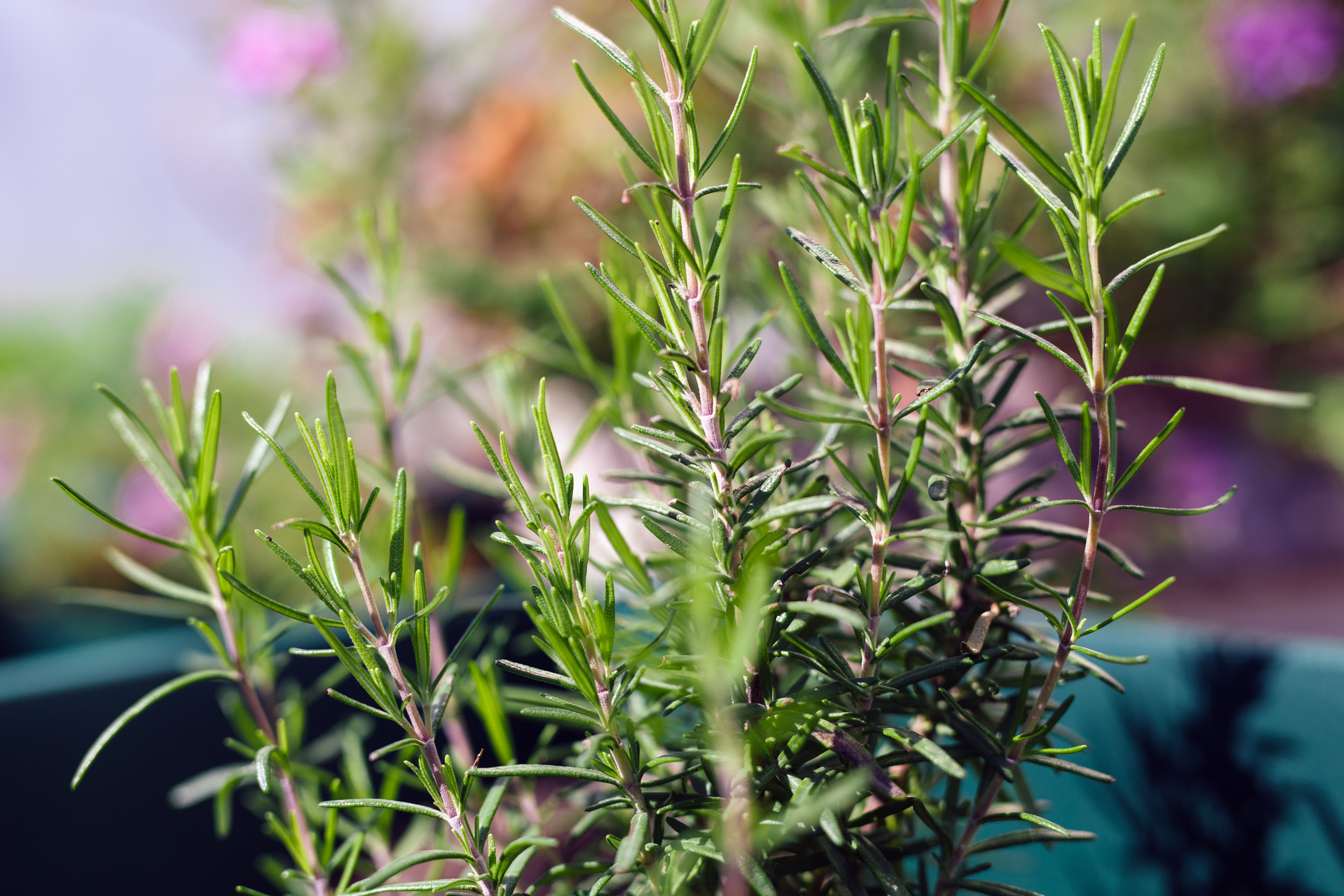 «Καμπανάκι» από τον ΠΟΥ: «Όχι» στα βότανα που προωθούνται ως θεραπεία της λοίμωξης που προκαλεί ο κορωνοϊός