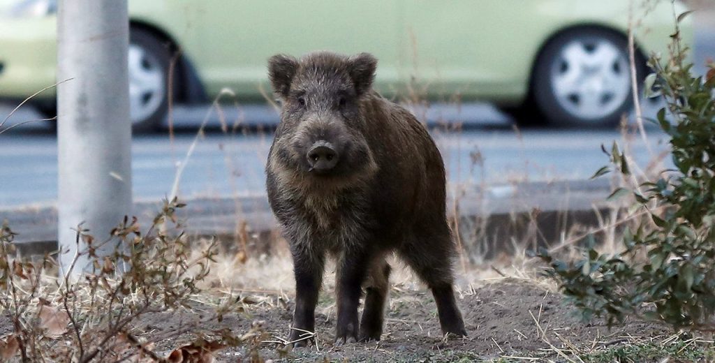 Αγριογούρουνο «έκοβε» βόλτες στην παραλία των Καμμένων Βούρλων (βίντεο)