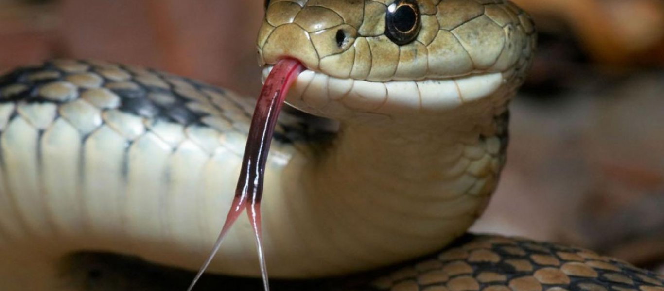 Αγρίνιο: Ένα φίδι του κόστισε τη ζωή – Πέθανε ενώ προσπαθούσε να το σκοτώσει
