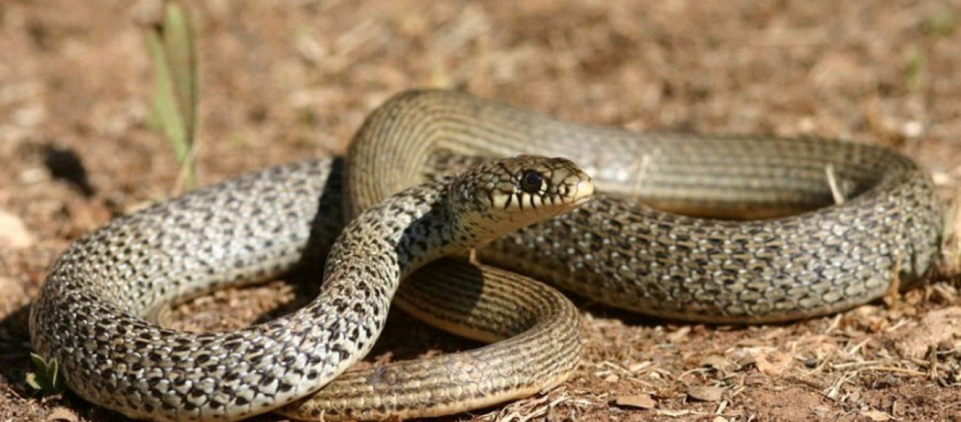 Τρομακτικό: Δείτε το δικέφαλο φίδι που εντόπισαν ερευνητές (φώτο)