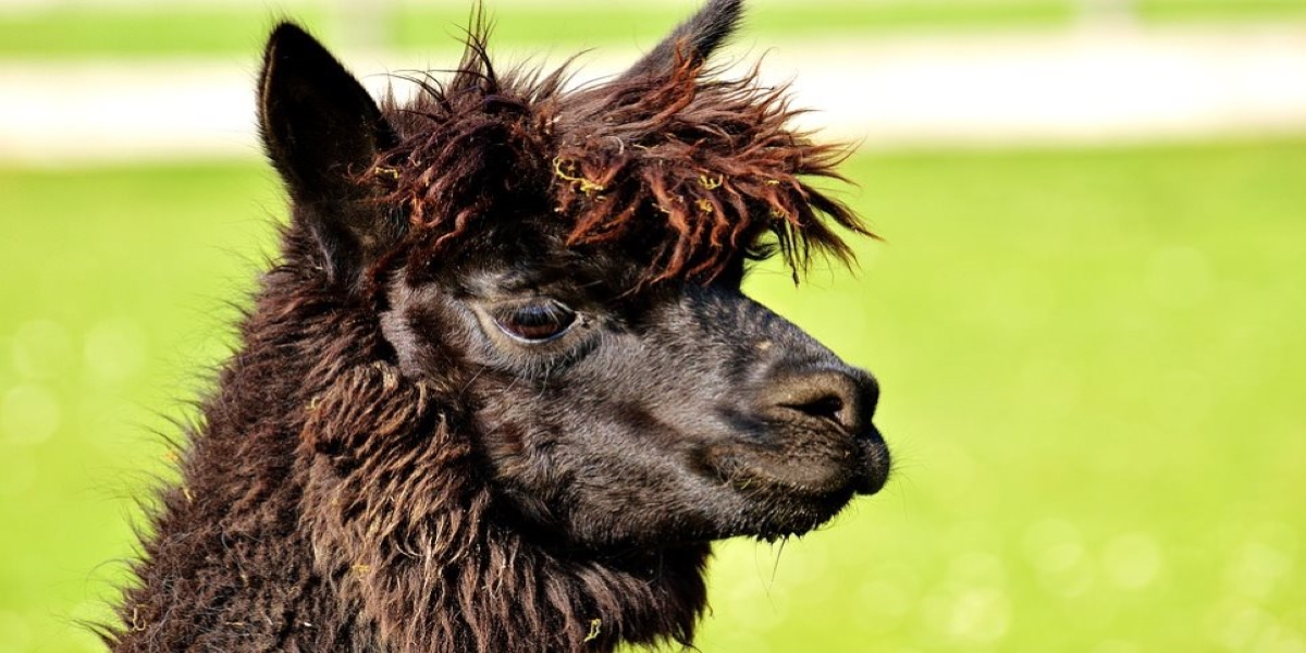 Κορωνοϊός: Θα μας σώσουν τα … λάμα; – Βέλγοι επιστήμονες μελετούν τα αντισώματά τους