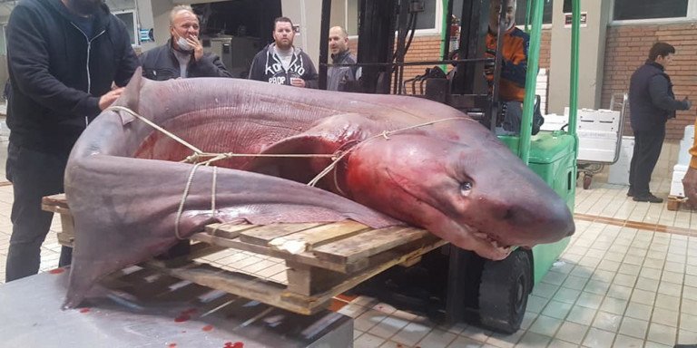 Δεν πίστευαν στα μάτια τους ψαράδες στην Καβάλα  – Έπιασαν καρχαρία «προσκυνητή» 330 κιλών (φωτο)