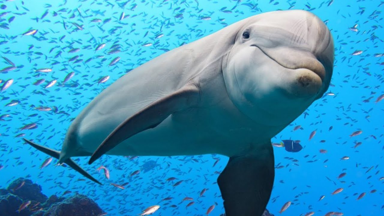 Γέμισε δελφίνια το λιμάνι του Κάλιαρι: Βγήκαν μέχρι και στην αποβάθρα (βίντεο)