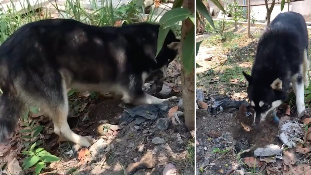 Σκληρές εικόνες: Σκυλίτσα θάβει το νεκρό παιδάκι της (βίντεο)