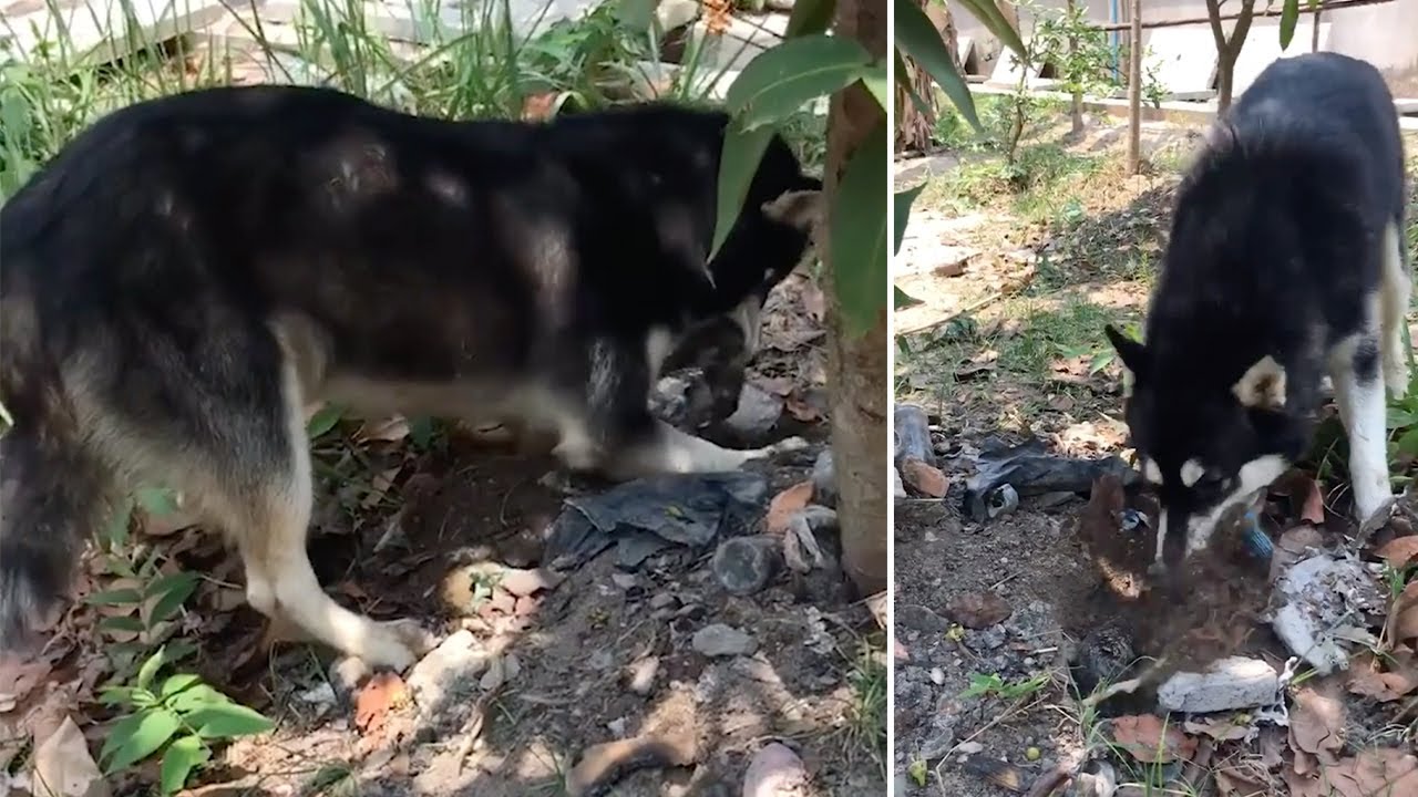 Σκληρές εικόνες: Σκυλίτσα θάβει το νεκρό παιδάκι της (βίντεο)