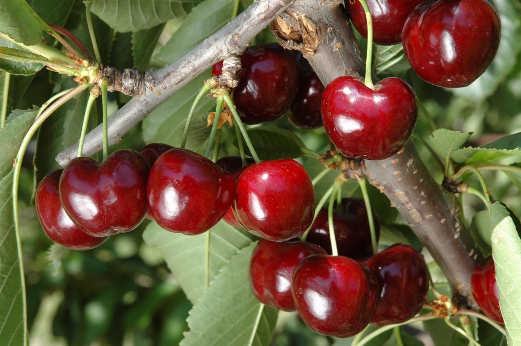 Κεράσια: Τα άγνωστα οφέλη για την υγεία μας – Αποτελούν «ασπίδα» του ανοσιοποιητικού μας συστήματος