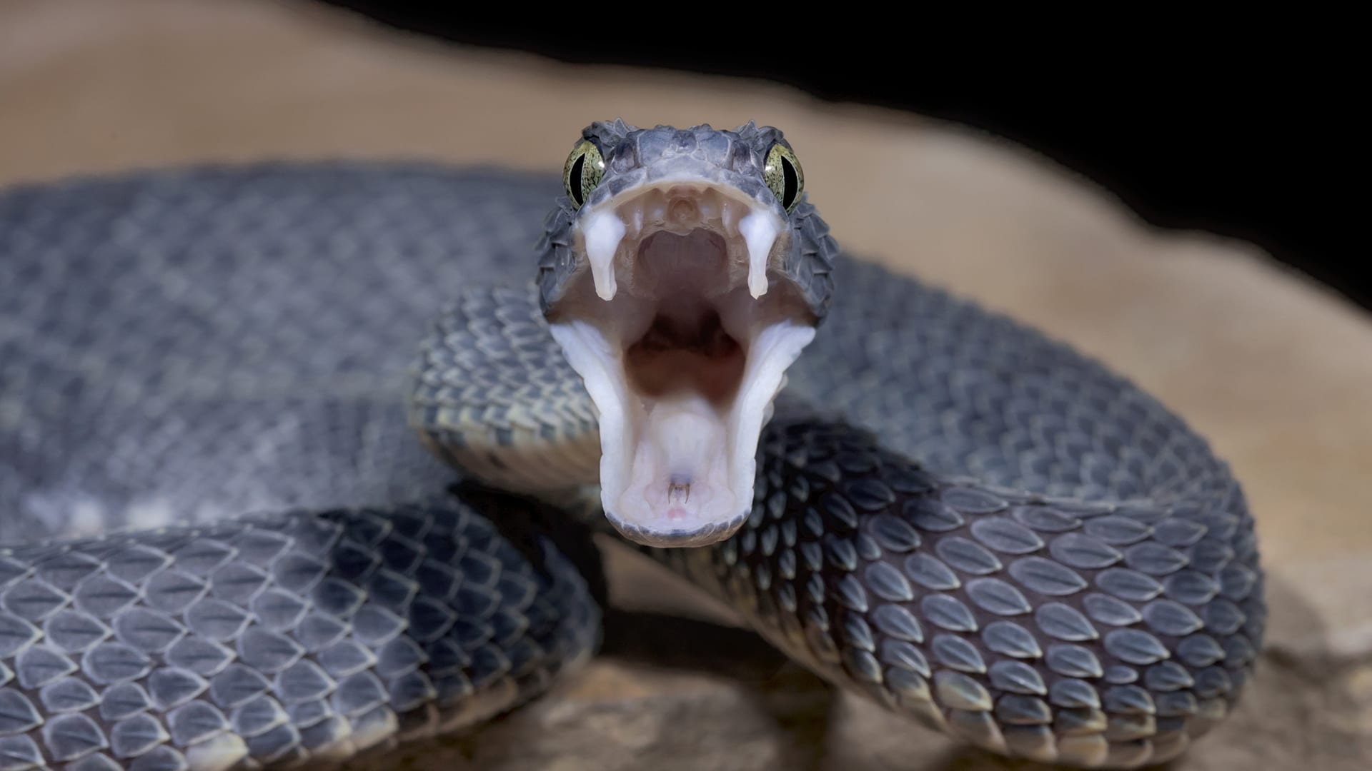 Ένα… φίδι τους άφησε με το στόμα ανοιχτό – Δεν περίμεναν ότι θα αντιδράσει έτσι (βίντεο)