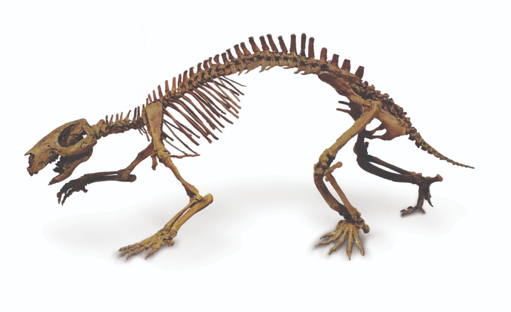 Αυτό είναι το «θηρίο» της Μαγαδασκάρης – Έζησε πριν από 180 εκ. χρόνια